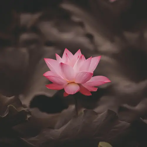 yoga-8